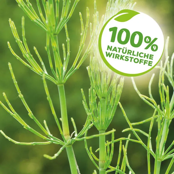 Solabiol® Schachtelhalm Sud für pilzanfällige Pflanzen Konzentrat - 1 Liter