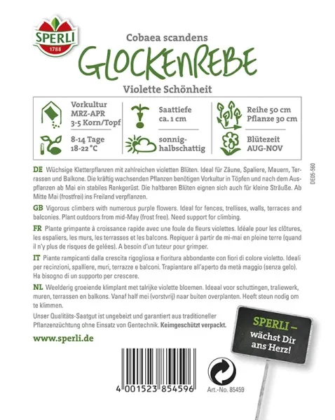 Sperli Glockenreben Violette Schönheit - Blumensamen
