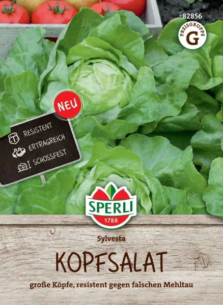 Sperli Kopfsalat Sylvesta - Gemüsesamen Sperli Kopfsalat Sylvesta - Gemüsesamen