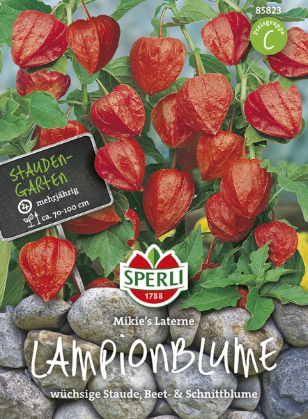 Sperli Lampionblumen Mikie's Laterne - Blumensamen