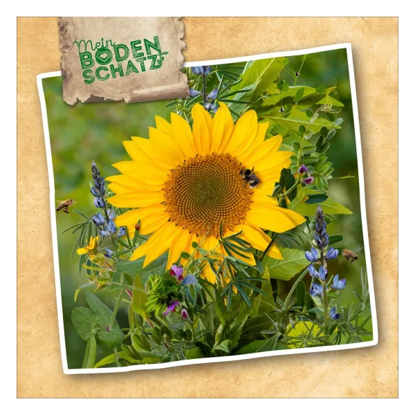 SPERLIs Bodenkur BIO-Boden-Aktiv 500 g - Blumensamen