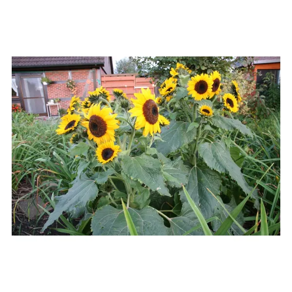 Sperli Sonnenblume Waooh - 1 Portion