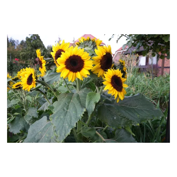 Sperli Sonnenblume Waooh - 1 Portion