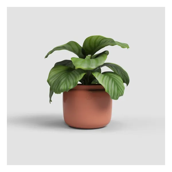 Übertopf Astrea 20 cm Terracotta