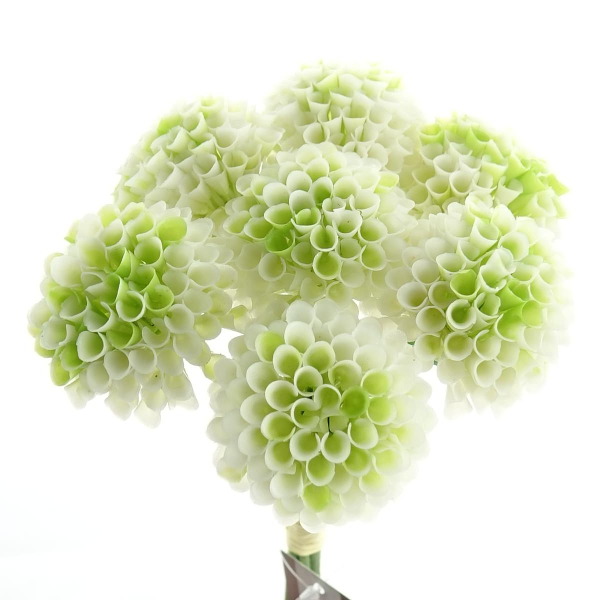 Zwergdahlien Weiß mit Farbverlauf Ø 4,8 cm im 7er Bund - Kunstblumen