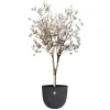 elho® Sereh Pflanzgefäß Anthrazit Ø 59 cm - Kunststoff