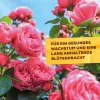 3 x Solabiol® Brennnessel Sud für schädlingsanfällige Pflanzen 1 Liter Konzentrat Artikel EAN 3664715000334