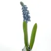 DEKO® FLORALE Traubenhyazinthe - Muscari Blau mit Zwiebel - Kunstblumen