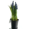 DEKO® FLORALE Traubenhyazinthen in schwarzem Pflanztopf - Kunstblumen