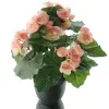 DPI Elatior - Begonie Lachs im Topf - Kunstblumen