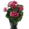 DPI Elatior - Begonie Pink im Topf - Kunstblumen