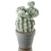 DPI Kugel - Kaktus im braun-washed Topf - Kunstblumen