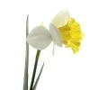 DPI Osterglocke - Narzisse Weiß & Gelb und zwei Blättern 43 cm - Kunstblumen