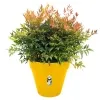 elho® Loft Pflanzkübel Urban 40 Ockergelb mit Rollen Ø 39 cm - Kunststoff