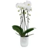 elho® Vibes Übertopf Fold Orchidee hoch Transparent Ø 13,2 cm - Kunststoff