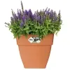 elho® Vibia campana quadrat Pflanzkübel Terracotta 30 cm - Kunststoff