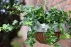 Esschert Design Löwenkopf Hanging Basket mit Kokoseinsatz Ø 26,2 cm - Metall