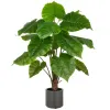 GASPER Alocasia Wentii, 100 cm, grün, grauer Kunststofftopf mit Erde