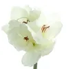 GASPER Amaryllis Weiß 66 cm - Kunstblumen