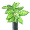 GASPER Grünpflanze Dieffenbachia picta Grün & Weiß im Kunsttopf - Kunstpflanzen