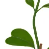 GASPER Herzblatt-Hoya Grün im schwarzen Topf Ø 9,5 cm Höhe 56 cm - Kunstpflanzen