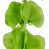 GASPER Muschelblume-Molucella Grün 78 cm - Kunstpflanzen