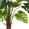 GASPER Split Philodendron, 100 cm, grün, im grauen Kunststofftopf 17,5x18cm mit Erde