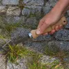 IDEAL-Fugenkratzer mit 15,5 cm Buchenstiel - Hochwertiger Vergütungsstahl