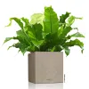 LECHUZA® Pflanzgefäße CANTO Stone 30 low Sandbeige All-in-One