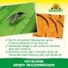 NEUDORFF® Bestell-Karte Nützlinge gegen Trauermücken - 5 Mio. SF-Nematoden
