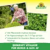 NEUDORFF® BioKraft Vitalkur Buxus Ilex AF anwendungsfertig - 500 ml