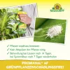 NEUDORFF® Promanal® AF GrünpflanzenSchädlingsFrei anwendungsfertig - 250 ml