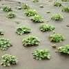 NOOR® Mulchvlies 1,6 x 15 m UV-stabilisiert