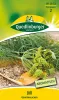 Quedlinburger Dill Gewöhnlicher - Kräutersamen