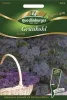 Quedlinburger Grünkohl Scarlet - Gemüsesamen