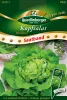 Quedlinburger Kopfsalat Attraktion Satband - Premium Gemüsesamen