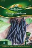 Quedlinburger Stangenbohne Blauhilde - Premium Gemüsesamen