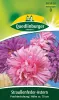 Quedlinburger Straußenfeder-Astern Prachtmischung - Blumensamen