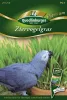 Quedlinburger Ziervogelgras - Futtersamen