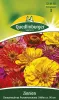 Quedlinburger Zinnien Dahlienblütige Prachtmischung - Blumensamen