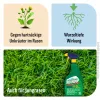 ROUNDUP® Rasen-Unkrautfrei Spray AF anwendungsfertig für ca. 20 m² - 1 Liter