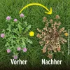 ROUNDUP® RASEN-UNKRAUTFREI Granulat mit Rasendünger für je ca. 450 m² - 9 kg x 2