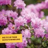 Solabiol® Buchsbaumzünslerfrei Konzentrat für bis zu 17 Liter - 50 ml