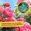 Solabiol® Grundstoff Lecithin Rosen-Spray anwendungsfertig für 100 m² - 1 Liter