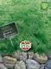 Sperli Dill Sari - Kräutersamen
