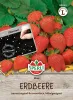 Sperli Erdbeeren Elan F1 - Obstsamen