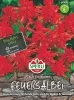 Sperli Feuersalbei Carabiniere - Blumensamen