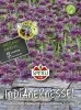 Sperli Indianernesseln violett - Blumensamen