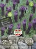 Sperli Schopflavendel SPERLIs Kronjuwel - Blumensamen