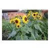 Sperli Sonnenblume Waooh - 1 Portion